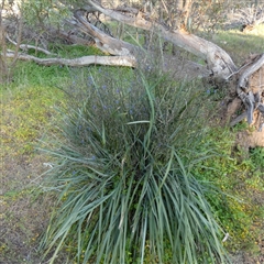 Dianella revoluta at Wilmington, SA - 19 Sep 2024 05:57 PM