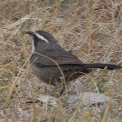 Pomatostomus superciliosus (White-browed Babbler) at Wilmington, SA - 19 Sep 2024 by Paul4K