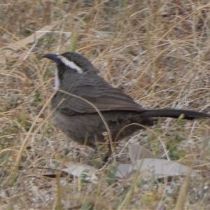 Pomatostomus superciliosus (White-browed Babbler) at Wilmington, SA by Paul4K