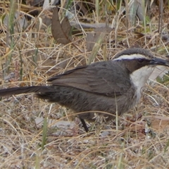 Pomatostomus superciliosus at Wilmington, SA - 20 Sep 2024