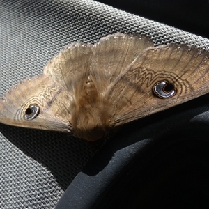 Dasypodia selenophora at Orroroo, SA - 20 Sep 2024