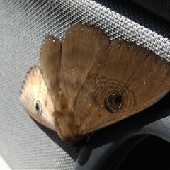 Dasypodia selenophora at Orroroo, SA - 20 Sep 2024