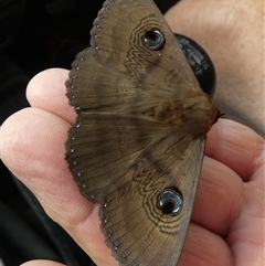 Dasypodia selenophora at Orroroo, SA - 20 Sep 2024