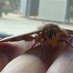 Dasypodia selenophora at Orroroo, SA - 20 Sep 2024