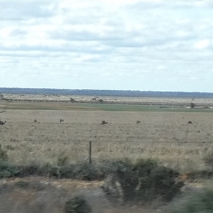 Dromaius novaehollandiae (Emu) at Wargan, VIC by Paul4K