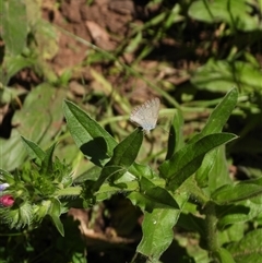 Zizina otis (Common Grass-Blue) at Warrumbungle, NSW - 22 Oct 2024 by DavidDedenczuk