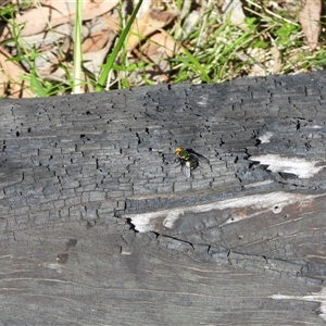 Amenia imperialis at Warrumbungle, NSW - 21 Oct 2024 09:49 AM