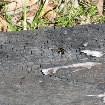 Amenia imperialis (Yellow-headed blowfly) at Warrumbungle, NSW - 21 Oct 2024 by DavidDedenczuk