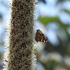 Vanessa kershawi (Australian Painted Lady) at Warrumbungle, NSW - 21 Oct 2024 by DavidDedenczuk