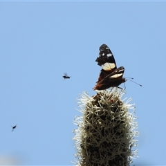 Vanessa itea (Yellow Admiral) at Warrumbungle, NSW - 20 Oct 2024 by DavidDedenczuk