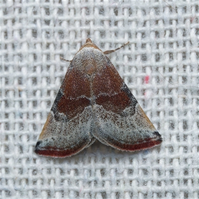 Mataeomera coccophaga (Brown Scale-moth) at Harrison, ACT - 23 Oct 2024 by DPRees125