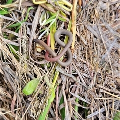Aprasia parapulchella at Chapman, ACT - suppressed