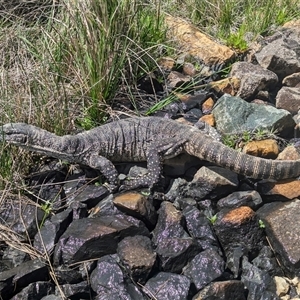 Varanus rosenbergi at Mount Clear, ACT - 25 Oct 2024