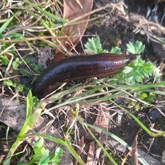 Hirudinea sp. (Class) (Unidentified Leech) at Macarthur, VIC - 25 Oct 2024 by MB