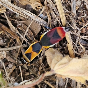 Dindymus versicolor at Kambah, ACT - 25 Oct 2024