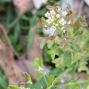 Capsella bursa-pastoris at Red Hill, ACT - 11 Sep 2024