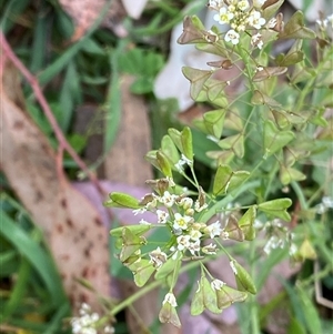 Capsella bursa-pastoris at Red Hill, ACT - 11 Sep 2024