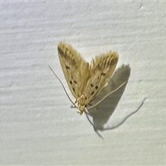 Atheropla decaspila at Pebbly Beach, NSW - 23 Oct 2024 by Pirom