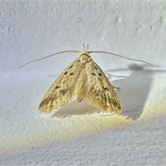 Atheropla decaspila at Pebbly Beach, NSW - 23 Oct 2024