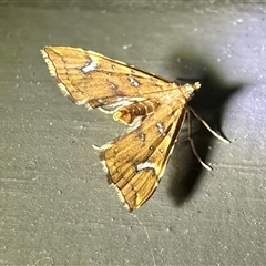 Musotima nitidalis at Pebbly Beach, NSW - 22 Oct 2024 by Pirom