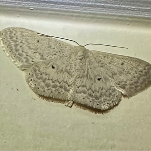 Scopula optivata at Pebbly Beach, NSW - 23 Oct 2024