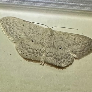 Scopula optivata at Pebbly Beach, NSW - 23 Oct 2024 08:33 PM