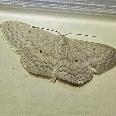 Scopula optivata at Pebbly Beach, NSW - 23 Oct 2024 by Pirom