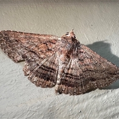 Praxis porphyretica (Praxis porphyretica) at Pebbly Beach, NSW - 24 Oct 2024 by Pirom