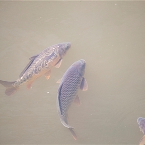 Cyprinus carpio at Latham, ACT - 24 Oct 2024