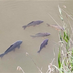 Cyprinus carpio at Latham, ACT - 24 Oct 2024