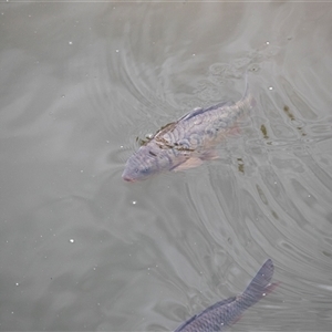 Cyprinus carpio at Latham, ACT - 24 Oct 2024