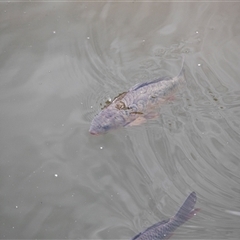 Cyprinus carpio at Latham, ACT - 24 Oct 2024