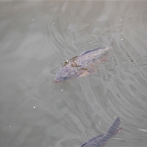 Cyprinus carpio at Latham, ACT - 24 Oct 2024