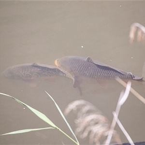 Cyprinus carpio at Latham, ACT - 24 Oct 2024