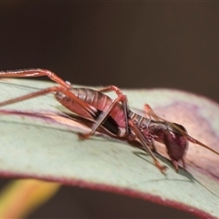 Torbia viridissima (Gum Leaf Katydid) at Latham, ACT - 24 Oct 2024 by AlisonMilton