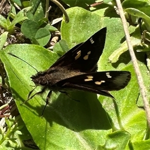 Toxidia doubledayi at Pebbly Beach, NSW - 22 Oct 2024 12:48 PM