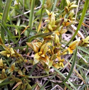 Veronica gracilis at Bendoc, VIC - 25 Oct 2024