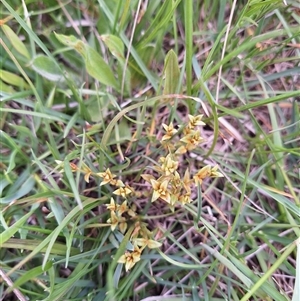 Veronica gracilis at Bendoc, VIC - 25 Oct 2024