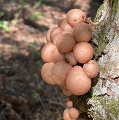 Lycoperdon perlatum at Golden Valley, TAS - 19 Oct 2024 by Clarel