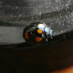 Orcus australasiae (Orange-spotted Ladybird) at Yass River, NSW - 25 Oct 2024 by SenexRugosus