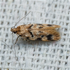 Barea dryocoetes (A Concealer moth (Barea Group)) at Harrison, ACT - 22 Oct 2024 by DPRees125