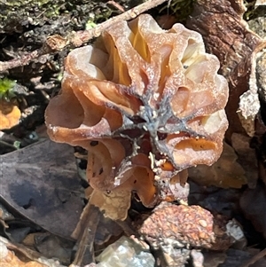 Morchella elata group (Morel) at Golden Valley, TAS by Clarel