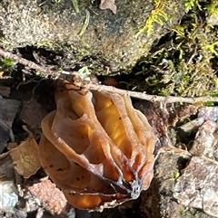 Morchella elata group at Golden Valley, TAS - 19 Oct 2024 01:33 PM