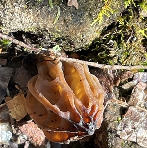 Morchella elata group at Golden Valley, TAS - 19 Oct 2024 01:33 PM