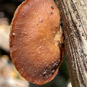 Unidentified Pored or somewhat maze-like on underside [bracket polypores] at Golden Valley, TAS by Clarel