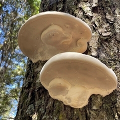 Unidentified Underside smooth or wrinkled/roughened <Stereum etc> at Golden Valley, TAS - 19 Oct 2024 by Clarel