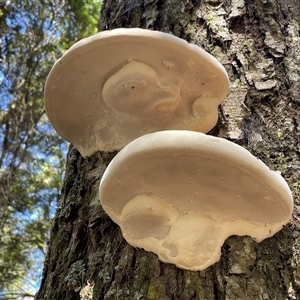 Unidentified Underside smooth or wrinkled/roughened <Stereum etc> at Golden Valley, TAS by Clarel