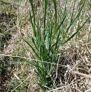 Tragopogon porrifolius subsp. porrifolius at Cooma, NSW - 25 Oct 2024