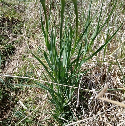 Tragopogon porrifolius subsp. porrifolius (Salsify, Oyster Plant) at Cooma, NSW - 25 Oct 2024 by mahargiani