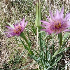 Tragopogon porrifolius subsp. porrifolius at Cooma, NSW - 25 Oct 2024 11:01 AM